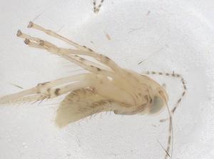  ( - CBG-B23416-E07)  @11 [ ] CreativeCommons - Attribution Share - Alike (2025) Centre for Biodiversity Genomics Centre for Biodiversity Genomics