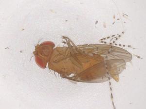  ( - CBG-B23417-A03)  @11 [ ] CreativeCommons - Attribution Share - Alike (2025) Centre for Biodiversity Genomics Centre for Biodiversity Genomics