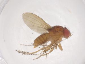  ( - CBG-B23420-A12)  @11 [ ] CreativeCommons - Attribution Share - Alike (2025) Centre for Biodiversity Genomics Centre for Biodiversity Genomics