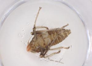  ( - CBG-B23420-D04)  @11 [ ] CreativeCommons - Attribution Share - Alike (2025) Centre for Biodiversity Genomics Centre for Biodiversity Genomics