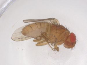  ( - CBG-B23420-E07)  @11 [ ] CreativeCommons - Attribution Share - Alike (2025) Centre for Biodiversity Genomics Centre for Biodiversity Genomics