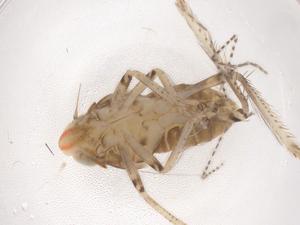  ( - CBG-B23420-H11)  @11 [ ] CreativeCommons - Attribution Share - Alike (2025) Centre for Biodiversity Genomics Centre for Biodiversity Genomics