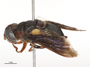  ( - CBG-B00049-D02)  @11 [ ] CreativeCommons - Attribution Share - Alike (2025) CBG Photography Group Centre for Biodiversity Genomics