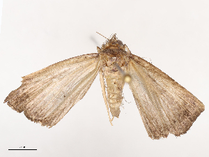  ( - CBG-B00086-A12)  @11 [ ] CreativeCommons - Attribution Share - Alike (2025) CBG Photography Group Centre for Biodiversity Genomics