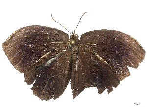  ( - CBG-B00086-B02)  @11 [ ] CreativeCommons - Attribution Share - Alike (2025) CBG Photography Group Centre for Biodiversity Genomics