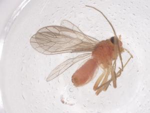  (Fuelleborniellinae - CBG-B00689-E03)  @11 [ ] CreativeCommons - Attribution Share - Alike (2025) Centre for Biodiversity Genomics Centre for Biodiversity Genomics