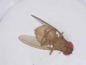  ( - CBG-B00718-C02)  @11 [ ] CreativeCommons - Attribution Share - Alike (2025) Centre for Biodiversity Genomics Centre for Biodiversity Genomics