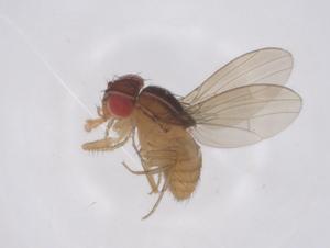  ( - CBG-B00718-C08)  @11 [ ] CreativeCommons - Attribution Share - Alike (2025) Centre for Biodiversity Genomics Centre for Biodiversity Genomics