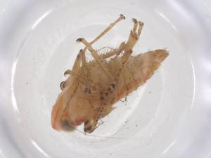  ( - CBG-B17229-G07)  @11 [ ] CreativeCommons - Attribution Share - Alike (2025) Centre for Biodiversity Genomics Centre for Biodiversity Genomics