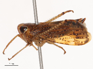  ( - CBG-B19168-H01)  @11 [ ] CreativeCommons - Attribution Share - Alike (2025) CBG Photography Group Centre for Biodiversity Genomics