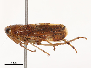  ( - CBG-B19175-C04)  @11 [ ] CreativeCommons - Attribution Share - Alike (2025) CBG Photography Group Centre for Biodiversity Genomics