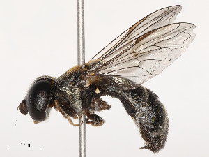  (Eumerus feae - CBG-B19182-A11)  @11 [ ] CreativeCommons - Attribution Share - Alike (2025) CBG Photography Group Centre for Biodiversity Genomics