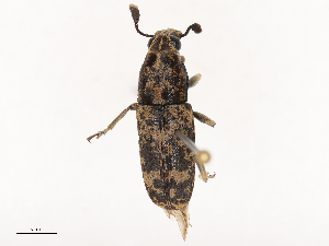  ( - CBG-B19182-B06)  @11 [ ] CreativeCommons - Attribution Share - Alike (2025) CBG Photography Group Centre for Biodiversity Genomics
