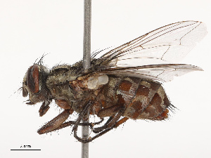  ( - CBG-B19182-B08)  @11 [ ] CreativeCommons - Attribution Share - Alike (2025) CBG Photography Group Centre for Biodiversity Genomics