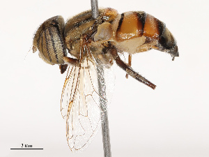  ( - CBG-B19182-C08)  @11 [ ] CreativeCommons - Attribution Share - Alike (2025) CBG Photography Group Centre for Biodiversity Genomics