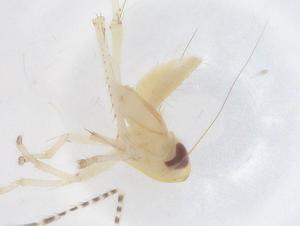  ( - CBG-B21407-D05)  @11 [ ] CreativeCommons - Attribution Share - Alike (2025) Centre for Biodiversity Genomics Centre for Biodiversity Genomics