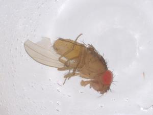  ( - CBG-B21446-D10)  @11 [ ] CreativeCommons - Attribution Share - Alike (2025) Centre for Biodiversity Genomics Centre for Biodiversity Genomics