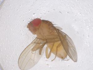  ( - CBG-B21446-G09)  @11 [ ] CreativeCommons - Attribution Share - Alike (2025) Centre for Biodiversity Genomics Centre for Biodiversity Genomics