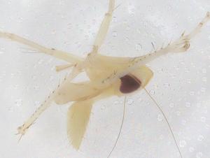  ( - CBG-B21465-D10)  @11 [ ] CreativeCommons - Attribution Share - Alike (2025) Centre for Biodiversity Genomics Centre for Biodiversity Genomics