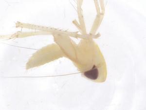  ( - CBG-B21467-H01)  @11 [ ] CreativeCommons - Attribution Share - Alike (2025) Centre for Biodiversity Genomics Centre for Biodiversity Genomics