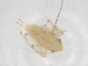  ( - CBG-B21469-F05)  @11 [ ] CreativeCommons - Attribution Share - Alike (2025) Centre for Biodiversity Genomics Centre for Biodiversity Genomics