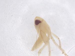  ( - CBG-B21472-D11)  @11 [ ] CreativeCommons - Attribution Share - Alike (2025) Centre for Biodiversity Genomics Centre for Biodiversity Genomics