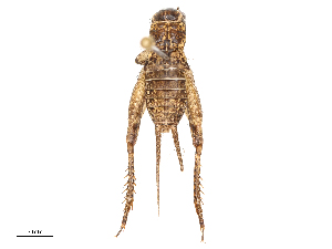  ( - CBG-B23319-D05)  @11 [ ] CreativeCommons - Attribution Share - Alike (2025) CBG Photography Group Centre for Biodiversity Genomics