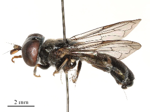  (Megatrigon - CBG-B23319-E06)  @11 [ ] CreativeCommons - Attribution Share - Alike (2025) CBG Photography Group Centre for Biodiversity Genomics