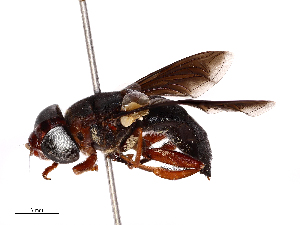  ( - CBG-B00054-D05)  @11 [ ] CreativeCommons - Attribution Share - Alike (2025) CBG Photography Group Centre for Biodiversity Genomics