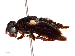  ( - CBG-B00054-D06)  @11 [ ] CreativeCommons - Attribution Share - Alike (2025) CBG Photography Group Centre for Biodiversity Genomics