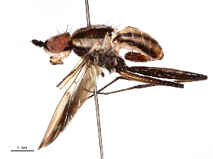  ( - CBG-B00054-F08)  @11 [ ] CreativeCommons - Attribution Share - Alike (2025) CBG Photography Group Centre for Biodiversity Genomics