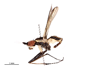  ( - CBG-B00054-F09)  @11 [ ] CreativeCommons - Attribution Share - Alike (2025) CBG Photography Group Centre for Biodiversity Genomics