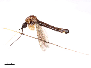  ( - CBG-B00054-H03)  @11 [ ] CreativeCommons - Attribution Share - Alike (2025) CBG Photography Group Centre for Biodiversity Genomics