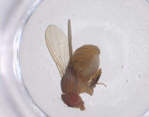  ( - CBG-B00101-D10)  @11 [ ] CreativeCommons - Attribution Share - Alike (2025) Centre for Biodiversity Genomics Centre for Biodiversity Genomics