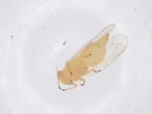  ( - CBG-B00101-E03)  @11 [ ] CreativeCommons - Attribution Share - Alike (2025) Centre for Biodiversity Genomics Centre for Biodiversity Genomics