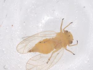  ( - CBG-B00101-G05)  @11 [ ] CreativeCommons - Attribution Share - Alike (2025) Centre for Biodiversity Genomics Centre for Biodiversity Genomics