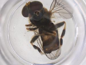  ( - CBG-B00687-H11)  @11 [ ] CreativeCommons - Attribution Share - Alike (2025) Centre for Biodiversity Genomics Centre for Biodiversity Genomics