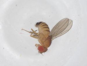  ( - CBG-B00742-C08)  @11 [ ] CreativeCommons - Attribution Share - Alike (2025) Centre for Biodiversity Genomics Centre for Biodiversity Genomics