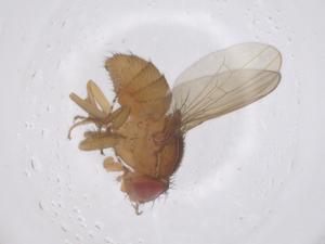  ( - CBG-B01279-D06)  @11 [ ] CreativeCommons - Attribution Share - Alike (2025) Centre for Biodiversity Genomics Centre for Biodiversity Genomics