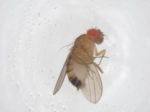  ( - CBG-B01280-G07)  @11 [ ] CreativeCommons - Attribution Share - Alike (2025) Centre for Biodiversity Genomics Centre for Biodiversity Genomics