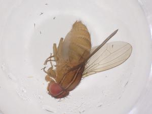  ( - CBG-B01281-B06)  @11 [ ] CreativeCommons - Attribution Share - Alike (2025) Centre for Biodiversity Genomics Centre for Biodiversity Genomics