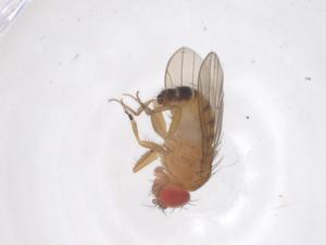  ( - CBG-B01284-A06)  @11 [ ] CreativeCommons - Attribution Share - Alike (2025) Centre for Biodiversity Genomics Centre for Biodiversity Genomics