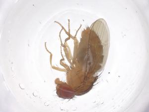  ( - CBG-B01284-A12)  @11 [ ] CreativeCommons - Attribution Share - Alike (2025) Centre for Biodiversity Genomics Centre for Biodiversity Genomics