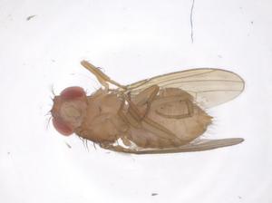  ( - CBG-B01284-H05)  @11 [ ] CreativeCommons - Attribution Share - Alike (2025) Centre for Biodiversity Genomics Centre for Biodiversity Genomics