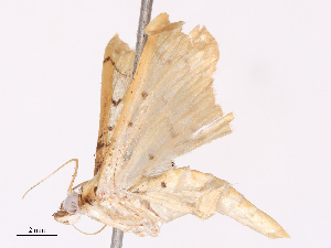  ( - CBG-B11475-A05)  @11 [ ] CreativeCommons - Attribution Share - Alike (2026) CBG Photography Group Centre for Biodiversity Genomics