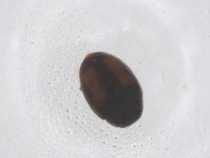  (Nephus apolonia - CBG-B14880-E09)  @11 [ ] CreativeCommons - Attribution Share - Alike (2025) Centre for Biodiversity Genomics Centre for Biodiversity Genomics