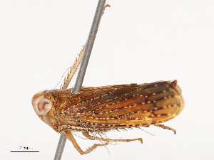  ( - CBG-B17213-B03)  @11 [ ] CreativeCommons - Attribution Share - Alike (2025) CBG Photography Group Centre for Biodiversity Genomics
