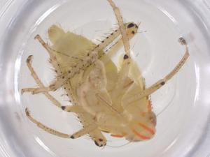  ( - CBG-B19196-G06)  @11 [ ] CreativeCommons - Attribution Share - Alike (2025) Centre for Biodiversity Genomics Centre for Biodiversity Genomics