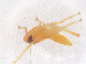  ( - CBG-B21411-G10)  @11 [ ] CreativeCommons - Attribution Share - Alike (2025) Centre for Biodiversity Genomics Centre for Biodiversity Genomics