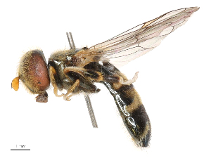  ( - CBG-B23318-E08)  @11 [ ] CreativeCommons - Attribution Share - Alike (2025) CBG Photography Group Centre for Biodiversity Genomics